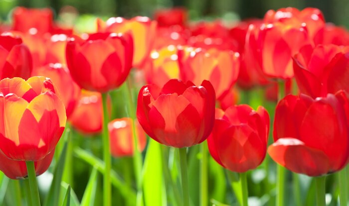 Sticker Rote Blumen glitzern in der Sonne
