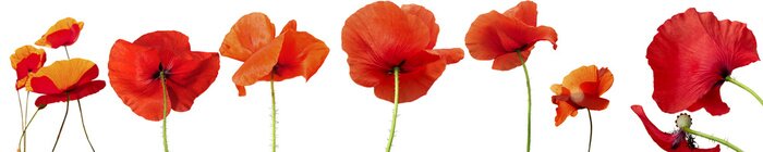 Sticker Rote Blumen in einer Reihe angeordnet