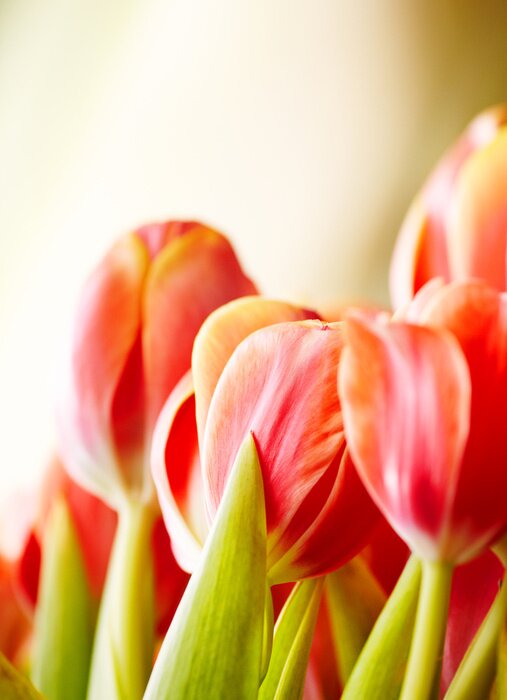 Sticker Rote Blumen in Nahaufnahme