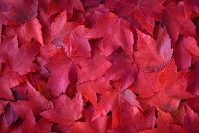 Sticker Rote Herbstblätter