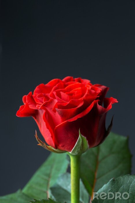 Sticker Rote Rose auf dunklem Hintergrund