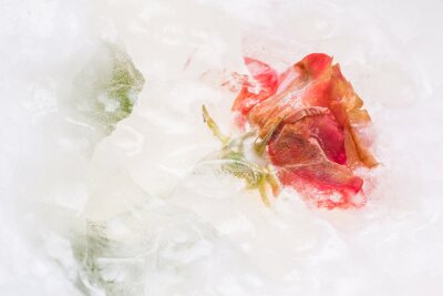 Sticker Rote Rose in gefrorenem Wasser