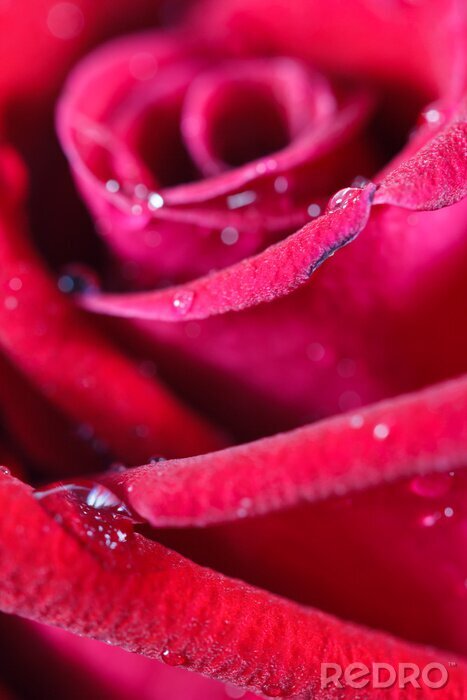 Sticker rote Rose Knospe Nahaufnahme Makro Schuss mit Wassertropfen Textur Oberfläche