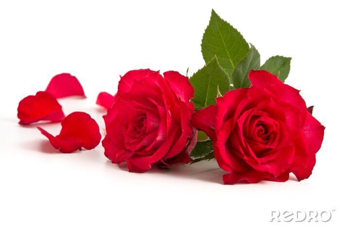 Sticker Rote Rose mit abgefallenen Blütenblättern