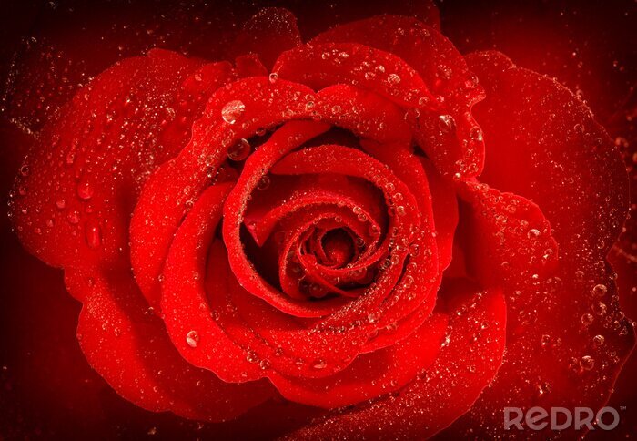 Sticker Rote Rose mit Tau