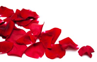 Sticker Rote Rosenblüten auf weißem Hintergrund