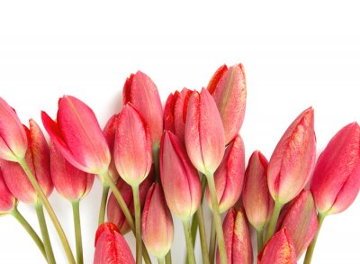 Rote Tulpen auf hellem Hintergrund