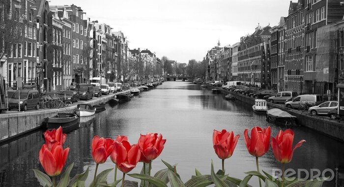 Sticker Rote Tulpen in Amsterdam