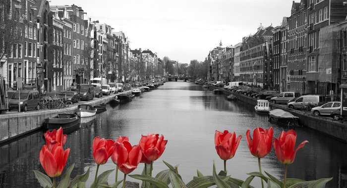 Sticker Rote Tulpen in Amsterdam