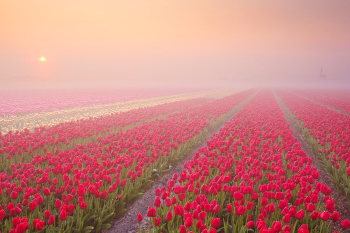 Sticker Rote Tulpenplantage