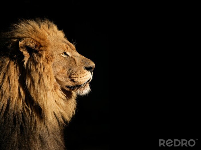 Sticker roter Löwe auf schwarzem Hintergrund