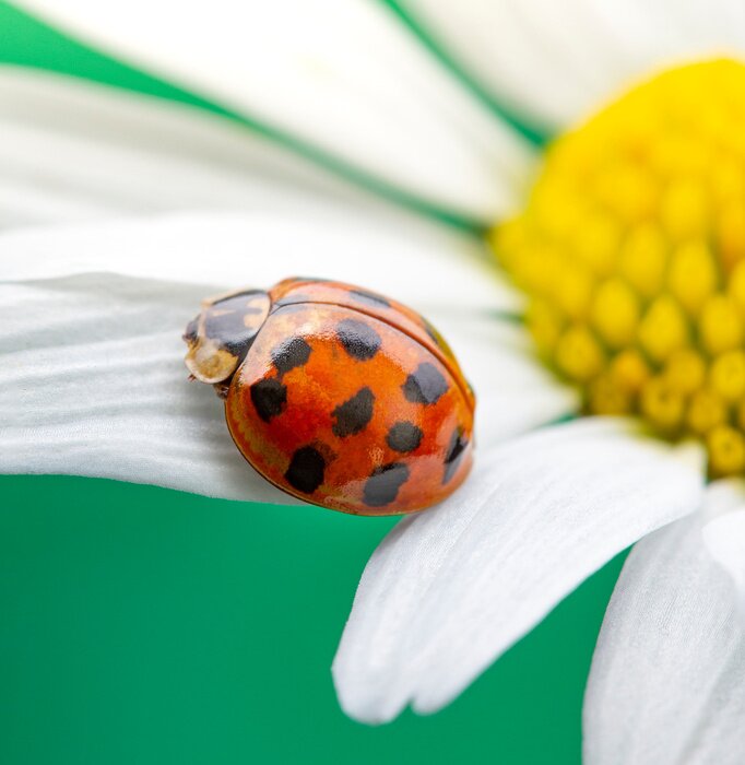 Sticker Roter Marienkäfer auf einer Kamillenblüte