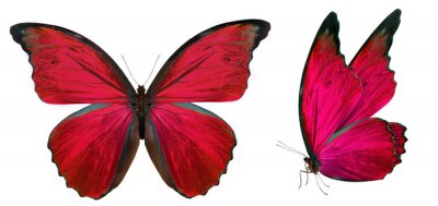 Sticker Roter Schmetterling