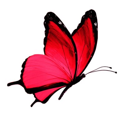 Sticker roter Schmetterling auf weißem Hintergrund