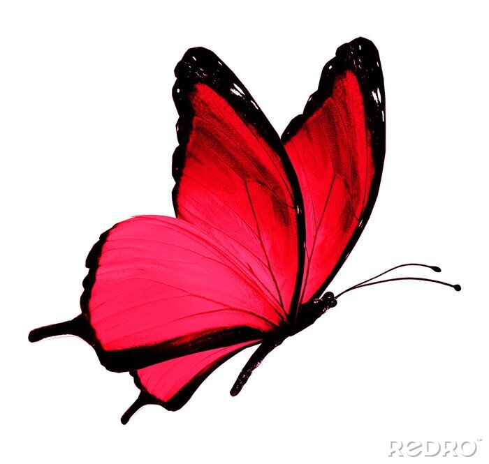 Rot Fliegende Schmetterlinge Isoliert Auf Weißem Hintergrund Stock