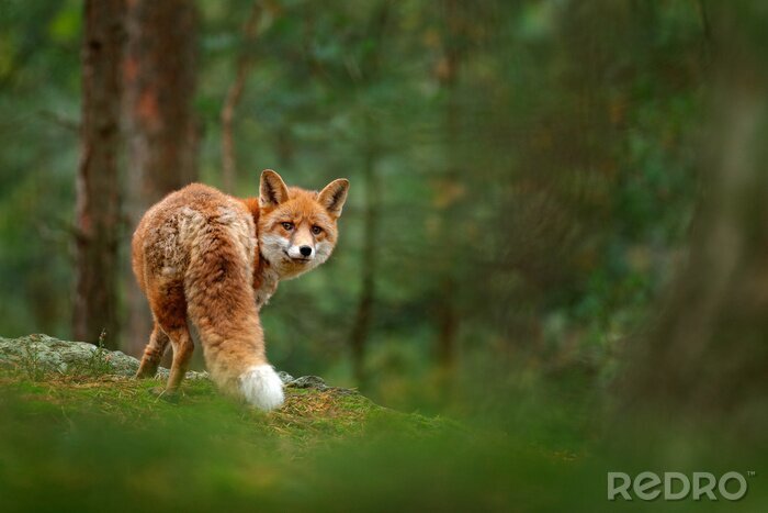 Sticker Rotes Tier im grünen Wald