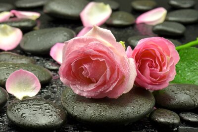 Sticker Róże na kamieniach tun spa