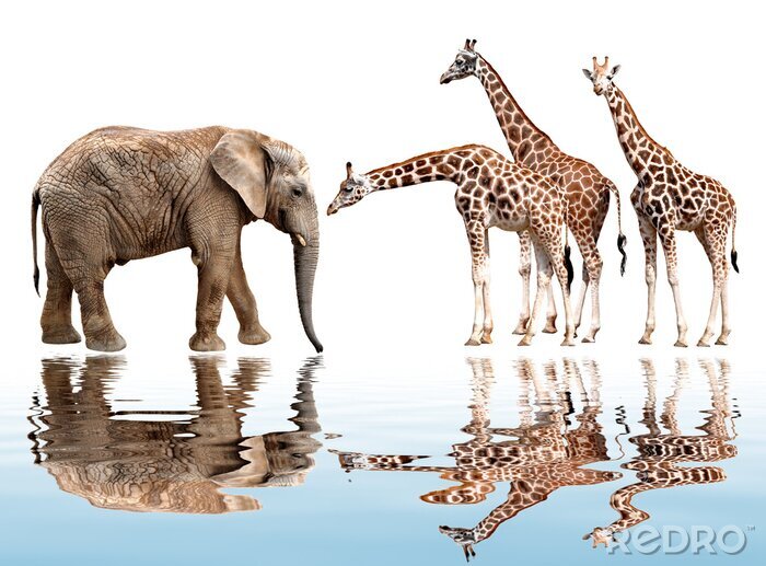 Sticker Safari Tiere Elefant und Giraffen am Wasser