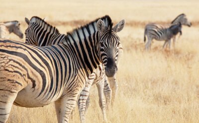 Safari-Tiere in schwarz-weißen Streifen