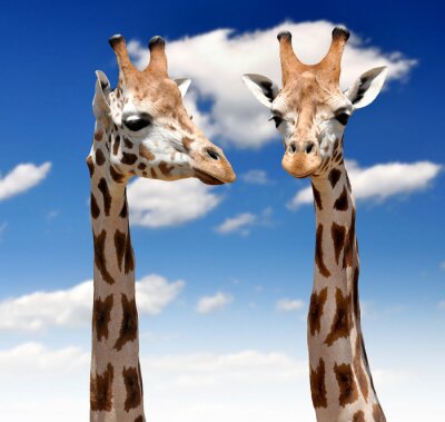 Sticker Safari-Tiere zwei Giraffen und ein blauer Himmel