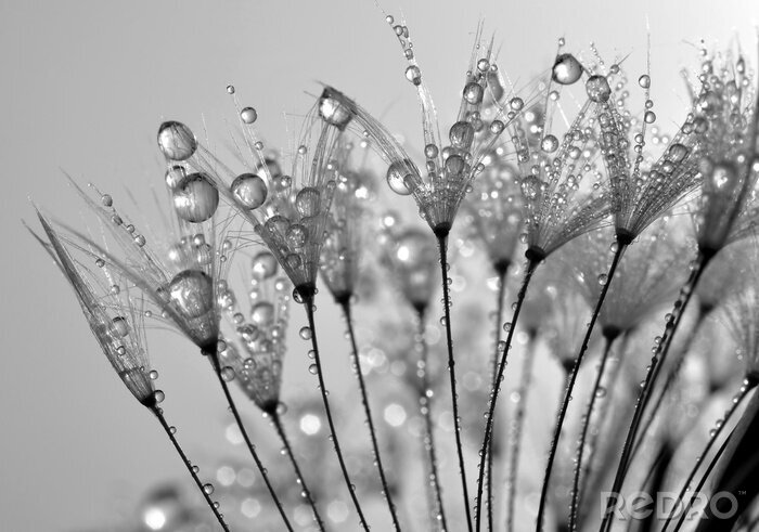 Sticker Samen in Tautropfen