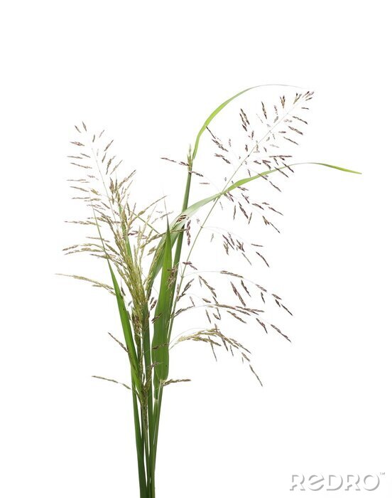 Sticker Schilfgras mit freiliegenden Halmen
