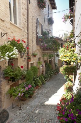 Schmale Gasse voll von Flora