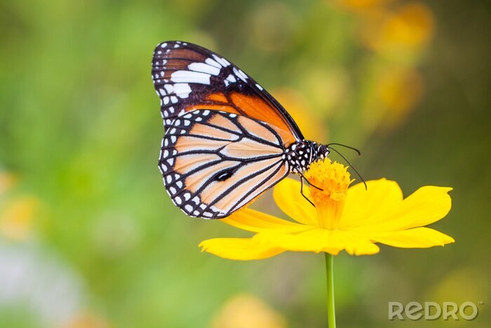 Sticker Schmetterling auf einer Blume