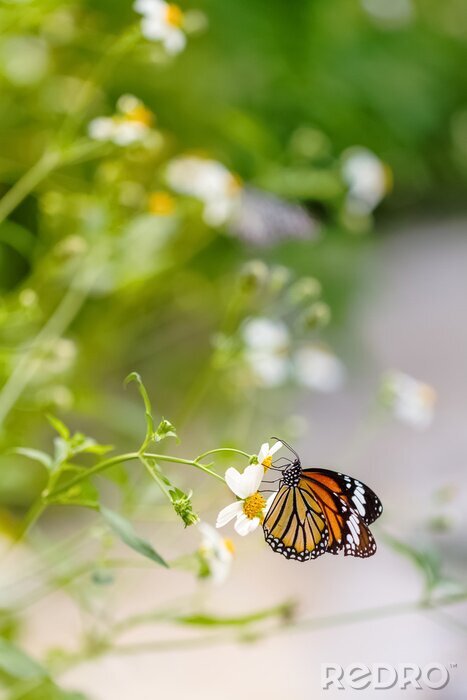 Sticker Schmetterling auf Feldblume