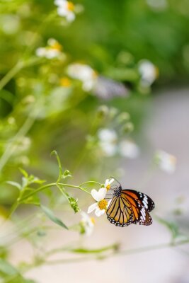 Sticker Schmetterling auf Feldblume