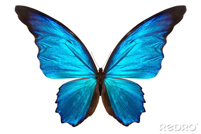 Sticker Schmetterling auf hellem Hintergrund