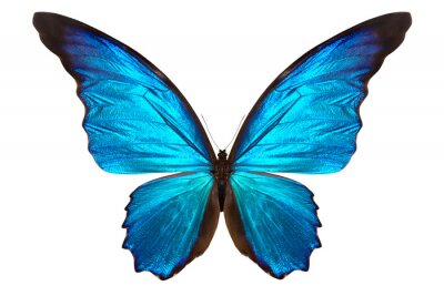 Sticker Schmetterling auf hellem Hintergrund