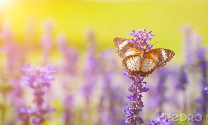 Sticker Schmetterling auf Lavendel
