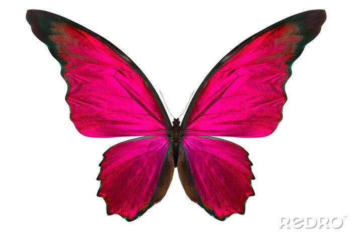 Sticker Schmetterling in gesättigten Farben