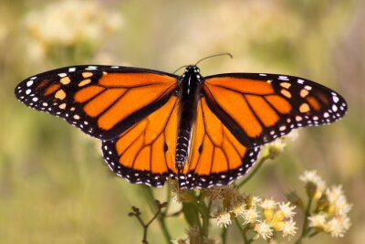 Sticker Schmetterling in Vergrößerung