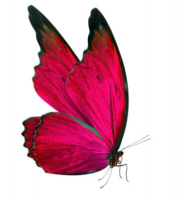 Sticker Schmetterling mit gefalteten Flügeln