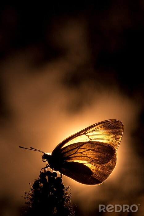 Sticker Schmetterling vor dem Hintergrund der Sonne