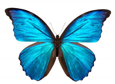 Sticker Schmetterlinge Blau Tropischer