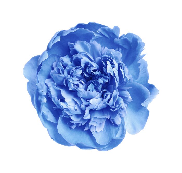 Sticker Schöne blaue Pfingstrose