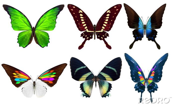 Sticker Schöne Schmetterlinge auf weißem Hintergrund