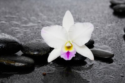 Sticker schöne weiße Orchidee mit Therapie Steine