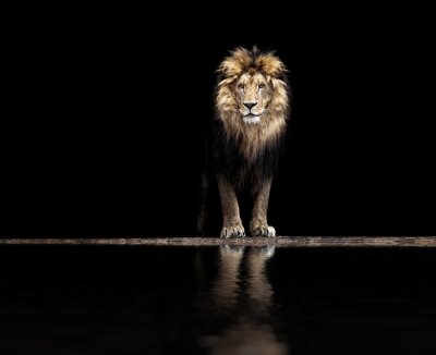 Schöner Löwe an einer Wasserstelle auf schwarzem Hintergrund