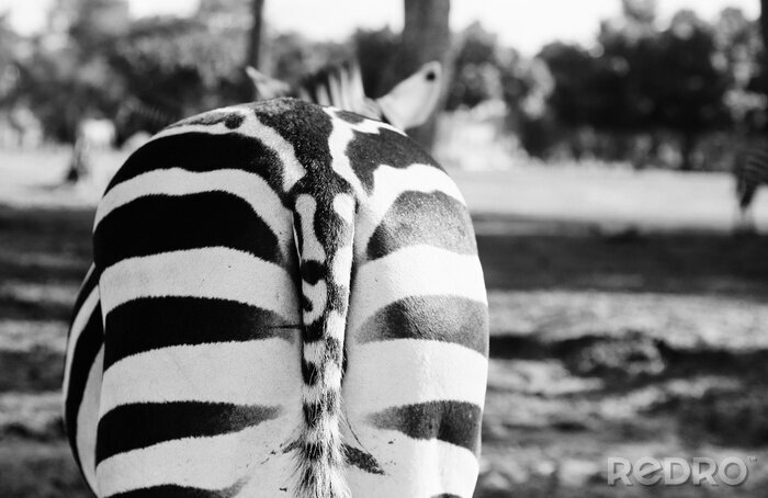 Sticker Schwanz eines Zebras auf einer Schwarz-Weiß-Fotografie