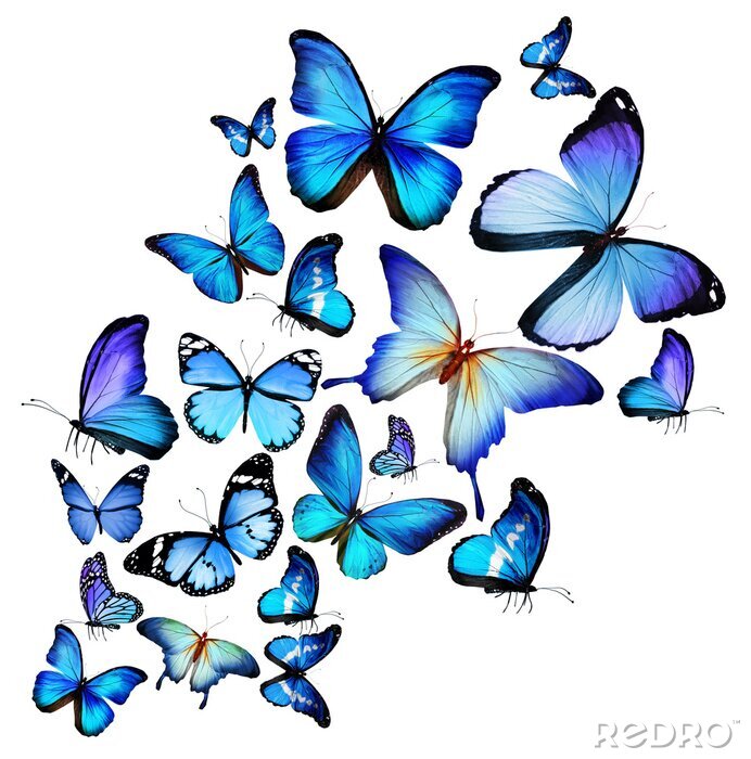 Sticker Schwarm exotischer Schmetterlinge