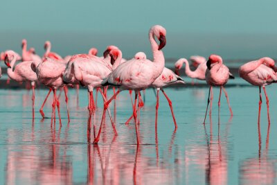 Schwarm flamingos am strand