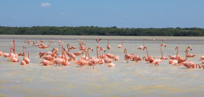 Schwarm rosa flamingos