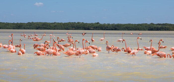 Sticker Schwarm rosa flamingos