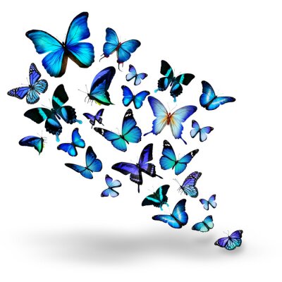 Sticker Schwarm von blauen Schmetterlingen