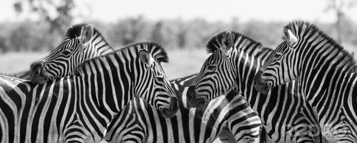 Sticker Schwarz-Weiß-Bild mit Zebras