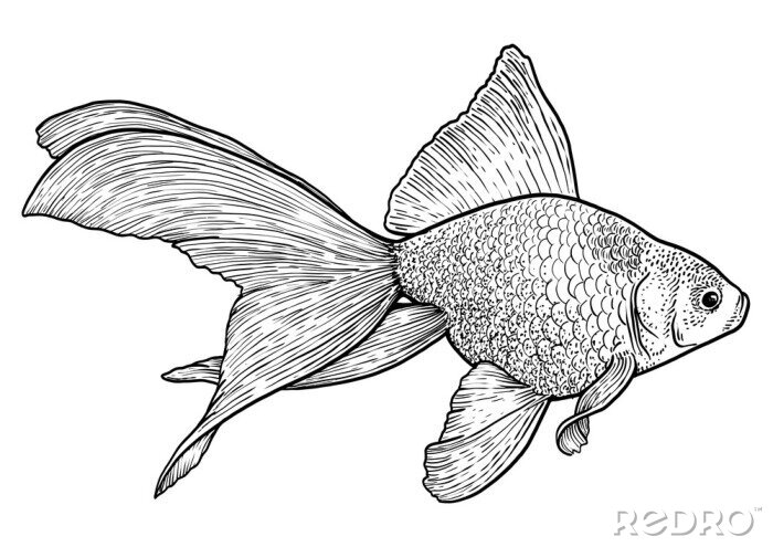 Sticker Schwarz-Weiß-Fischbild